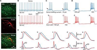 Biophysical Properties of Somatic and Axonal Voltage-Gated Sodium Channels in Midbrain Dopaminergic Neurons